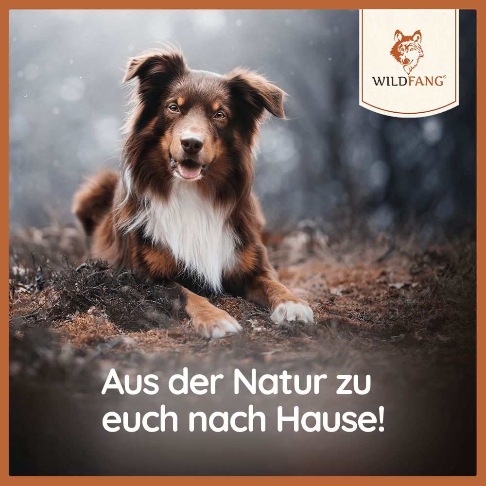 Welpen Paket "Willkommen Wegbegleiter"-Hundespielzeug-Wildfang.pet