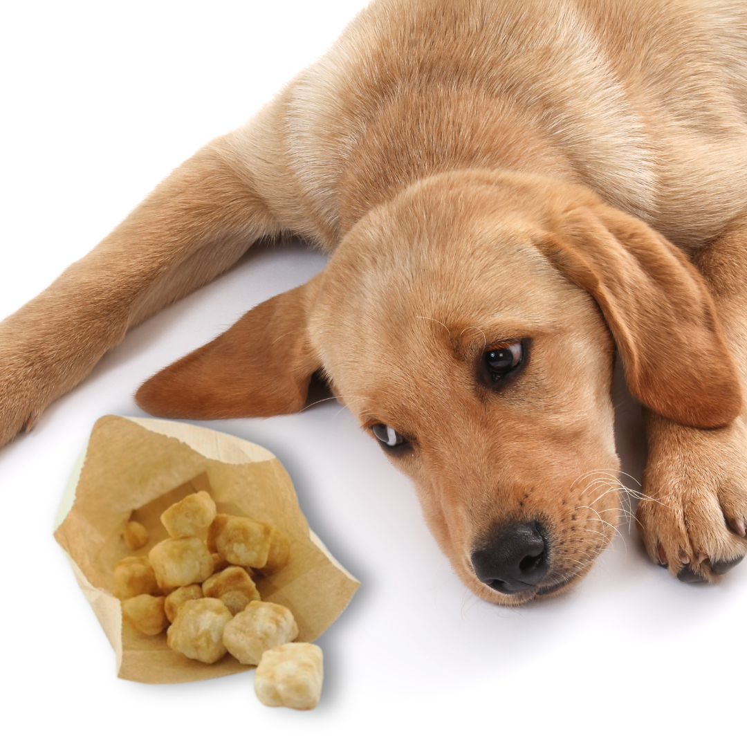 Dog Pops - Käse-Popcorn für Hunde-Leckerbissen für Hunde-Wildfang-